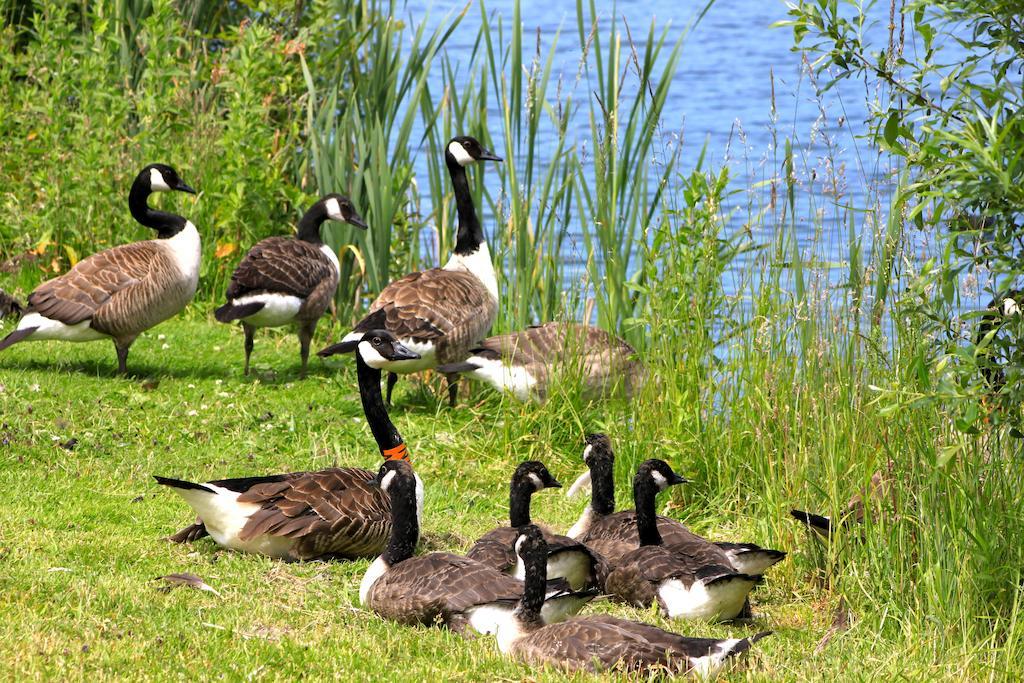سيرني الجنوبية Lake Pochard Holiday Lodges الغرفة الصورة